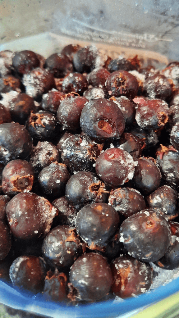 Saskatoon Berries